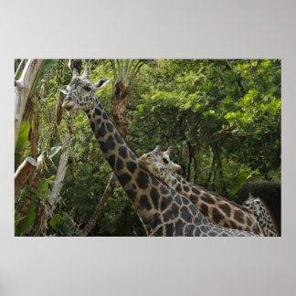 Kärlek ligger i Luft Poster