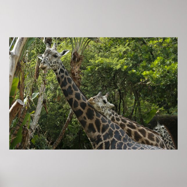 Kärlek ligger i Luft Poster (Framsidan)