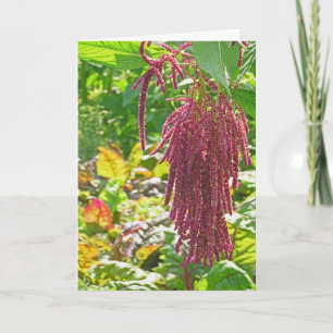 "KÄRLEK LJUGER BLÖDNING" (AMARANTHUS CAUDATUS) KORT