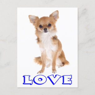 Kärlek Long Hair Chihuahua Puppy Hund-kort Vykort