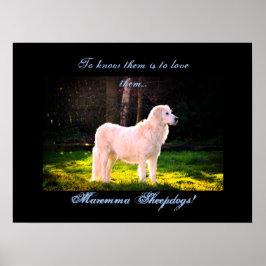 Kärlek Maremma fårhund II Poster