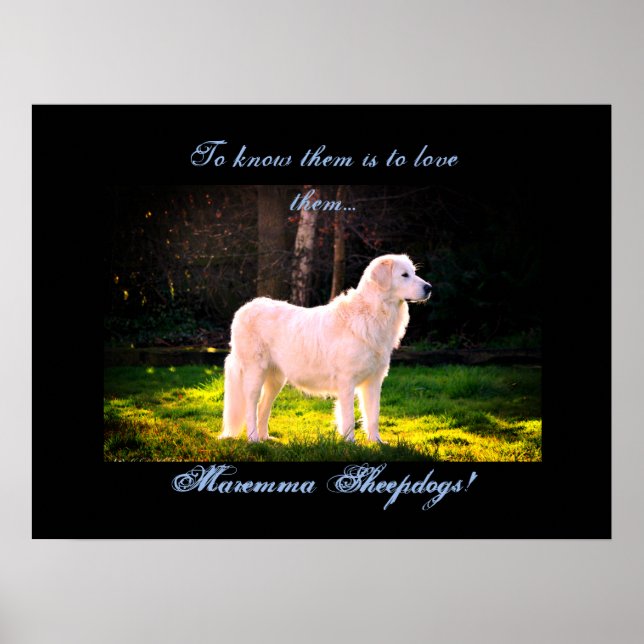Kärlek Maremma fårhund II Poster (Framsidan)