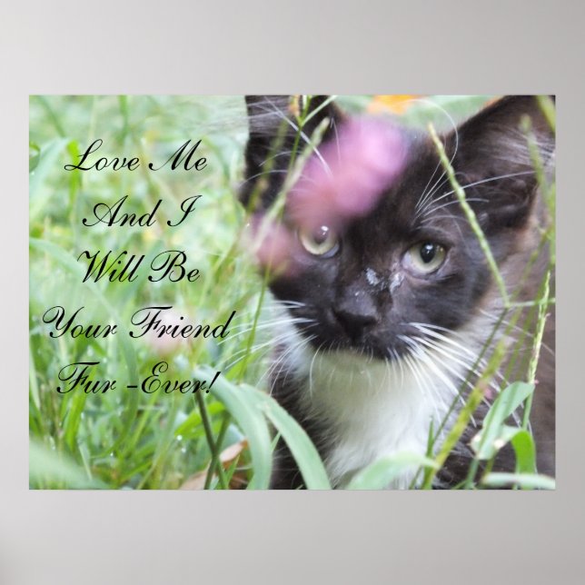 Kärlek Me Kitten Poster (Framsidan)
