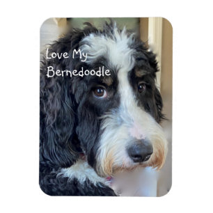 Kärlek Min Bernedoodle Magnet