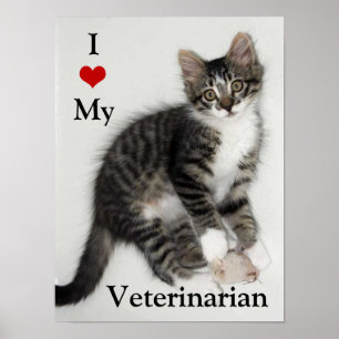 Kärlek Min veterinär Zorro Kattunge Poster