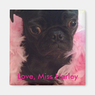 Kärlek, Miss Harley Magnet