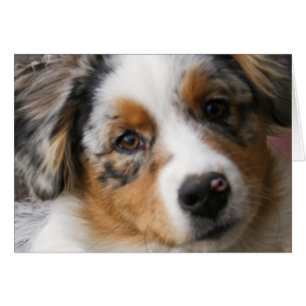 Kärlek my Aussie Hälsningskort