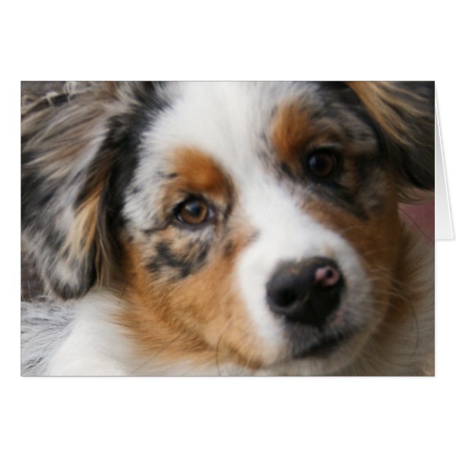 Kärlek my Aussie Hälsningskort (Framsidan Horizontal)