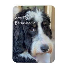 Kärlek My Bernedoodle Magnet