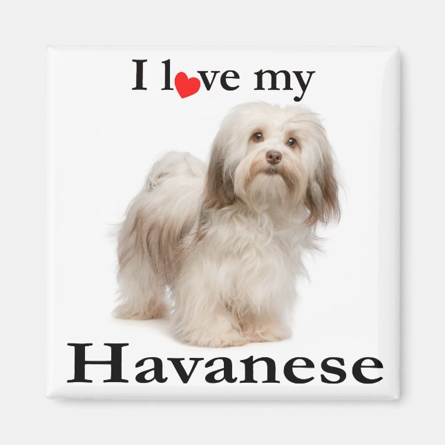 Kärlek My Havanese Magnet (Framsidan)