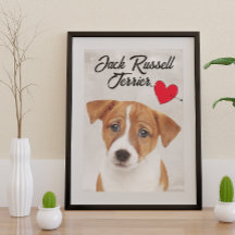 Kärlek My Jack Russell Terrier