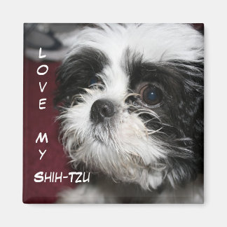 Kärlek My Shih-Tzu Magnet