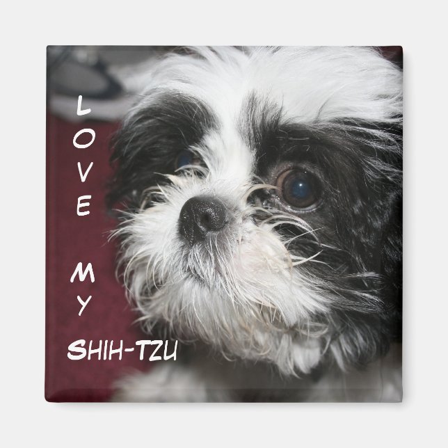 Kärlek My Shih-Tzu Magnet (Framsidan)