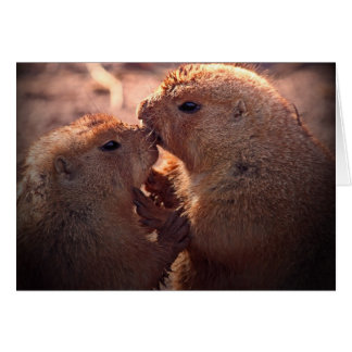 Kärlek om prärien OBS kort