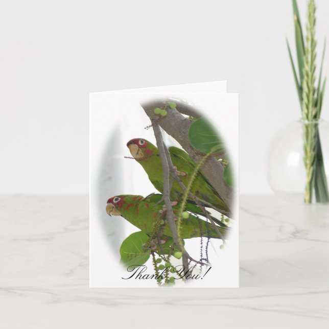 Kärlek Parrots Tack Kort (Framsida)