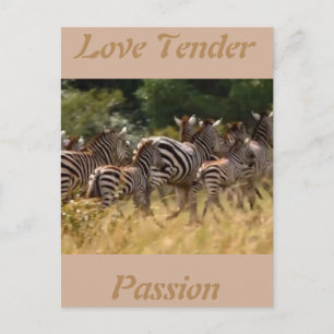 Kärlek-passion Afrikas Zebra-coola-kort Vykort