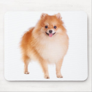 Kärlek Pomeranian Pom Pom Valp Hund Musmatta