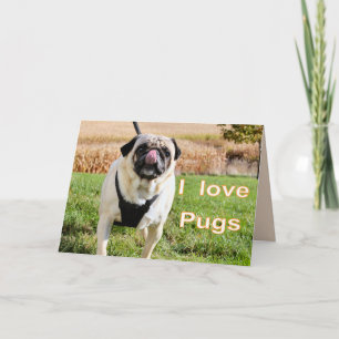 Kärlek puggar kort