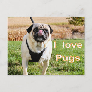 Kärlek puggar vykort