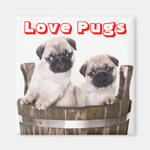 Kärlek Pugs Puppy Hundar i träfat Låda Magnet
