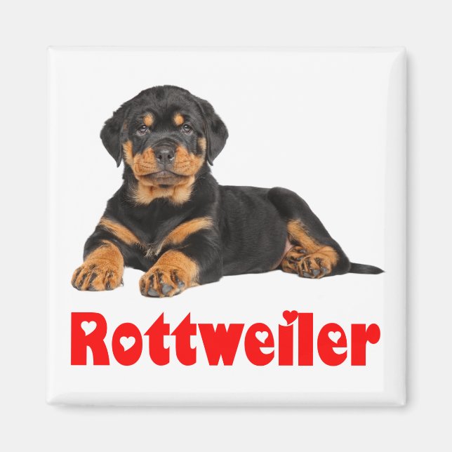 Kärlek Rottweiler Brown & Black Puppy Hund Tecknad Magnet (Framsidan)