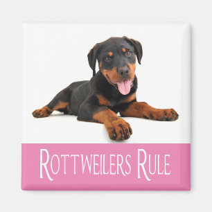 Kärlek Rottweiler Puppy Hund Magnet