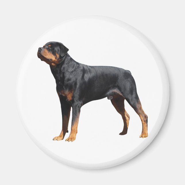 Kärlek Rottweiler Puppy Hund Magnet (Framsidan)
