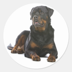 Kärlek Rottweiler Puppy Hund Sticker/Seal Runt Klistermärke