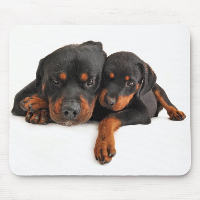 Kärlek Rottweiler Valp Hund Vit Musmatta (Framsidan)