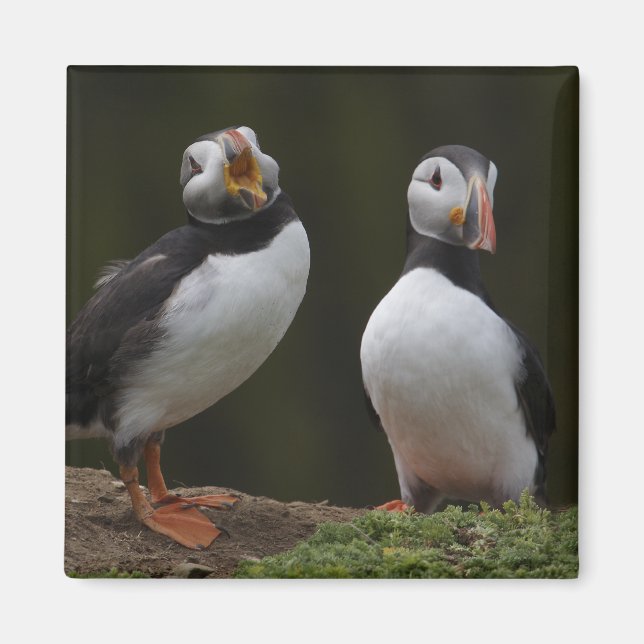 Kärlek Sång Puffins Magnet (Framsidan)