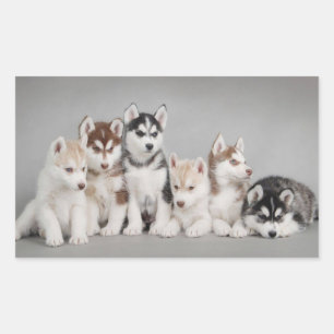 Kärlek Siberian husky Rektangulärt Klistermärke
