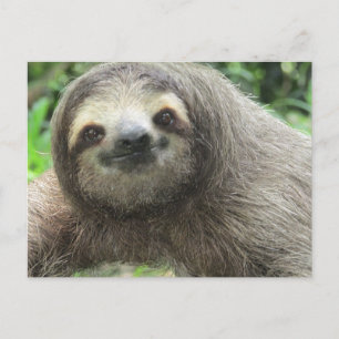 Kärlek Sloths Helg Vykort