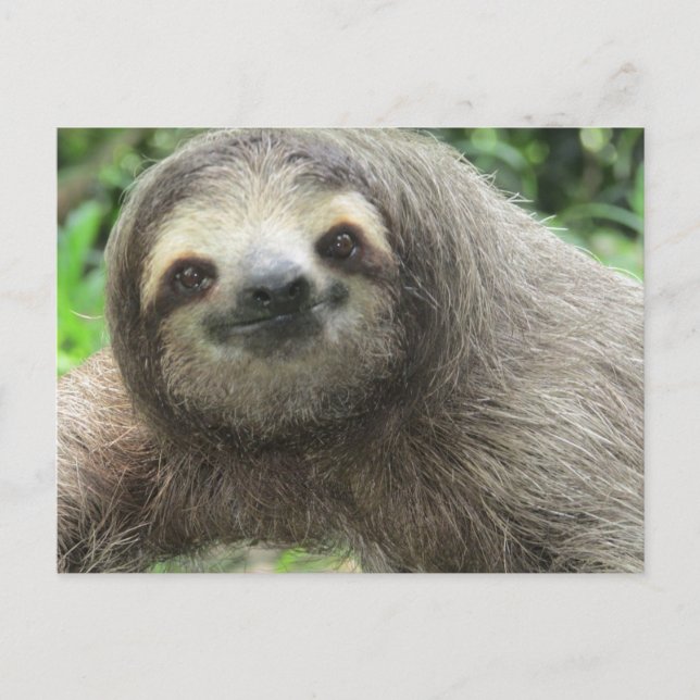 Kärlek Sloths Helg Vykort (Framsida)