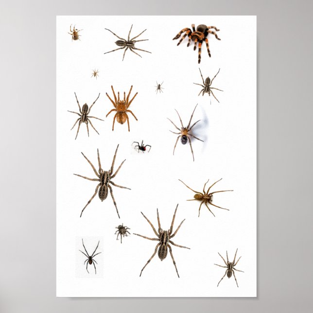 Kärlek Spiders! Poster (Framsidan)