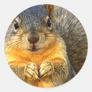 Kärlek Squirrel_ Runt Klistermärke