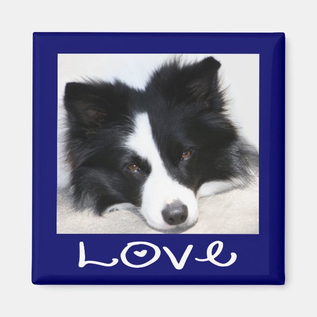 Kärlek Svart & Vit Border Collie Valp Blå Magnet (Framsidan)