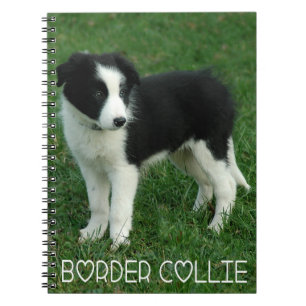 Kärlek Svarta och vita Gräns Collie Puppy Hund, Anteckningsbok Med Spiral