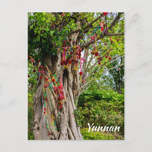 Kärlek träd, Zhonghe-Yunnan, China Vykort (Framsida)