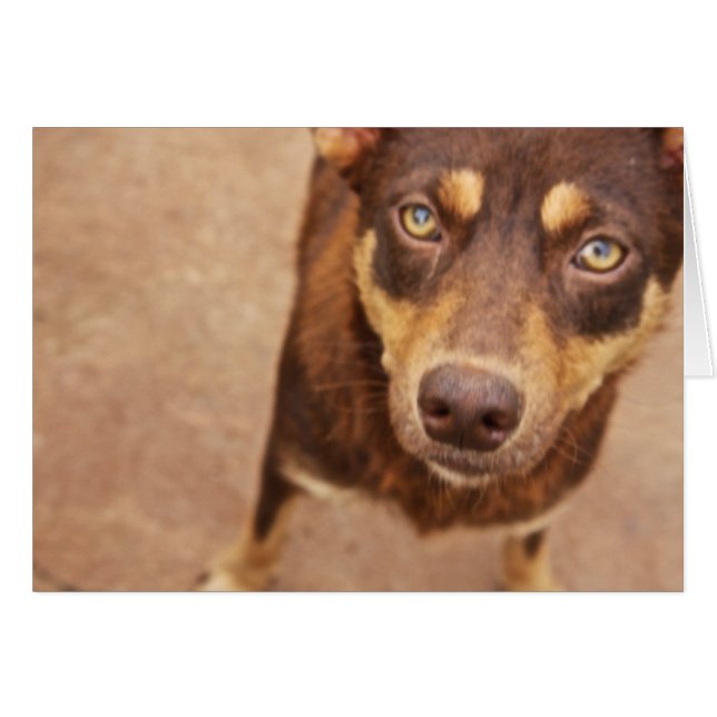 Kärlek utseende hälsningskort (Framsidan Horizontal)