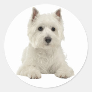 Kärlek Väster Highland Terrier White Puppy Hund Runt Klistermärke