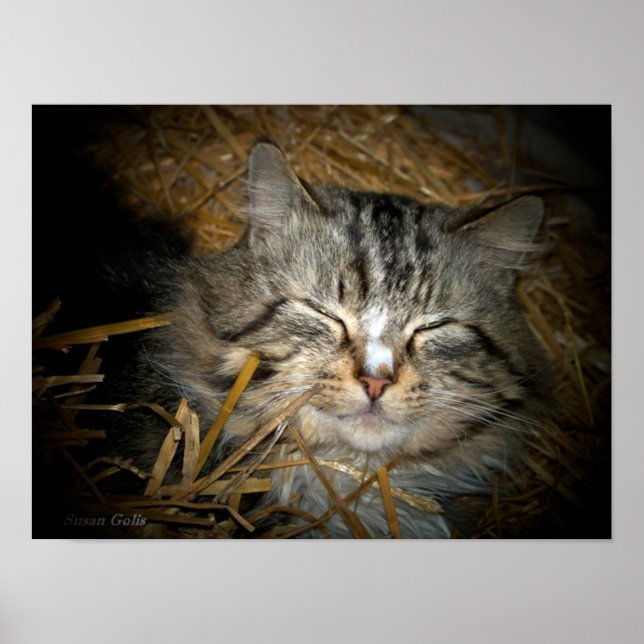 Kärlek Vild katt som sover i halmbädd Foto Poster (Framsidan)