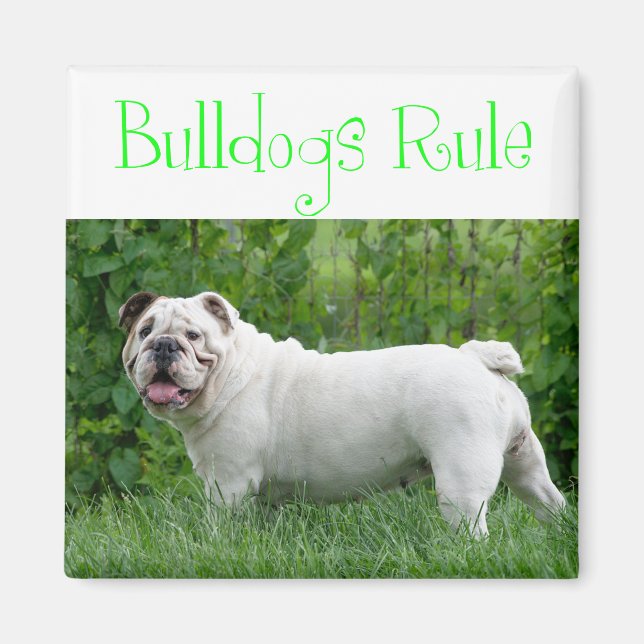 Kärlek Vit Engelsk Bulldog Valp Hundmagnet Magnet (Framsidan)