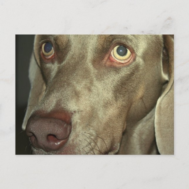 Kärlek Weimeraner-vykort Vykort (Framsida)