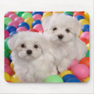 Kärlek White Bichon Frise Puppy Hund Mousepad Musmatta