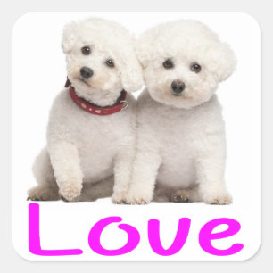 Kärlek White Bichon Frise Puppy Hund Stickers Fyrkantigt Klistermärke