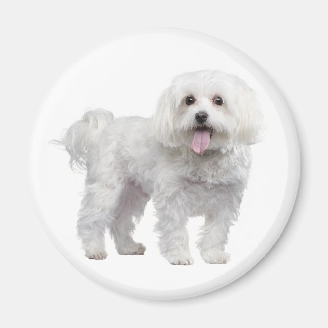 Kärlek White Maltese Puppy Hund Fridge Magnet (Framsidan)