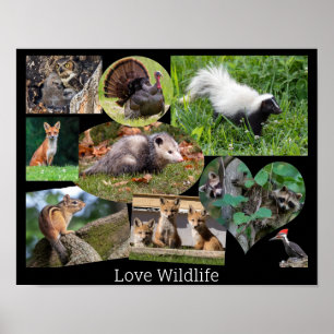Kärlek Wildlife Cute Animals Poster