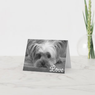 Kärlek Yorkshire Terrier Puppy Hund Blank Card Kort
