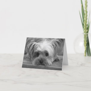 Kärlek Yorkshire Terrier Puppy Hund Blank Card Kort