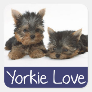 Kärlek Yorkshire Terrier Puppy Hund Sticker / Säla Fyrkantigt Klistermärke
